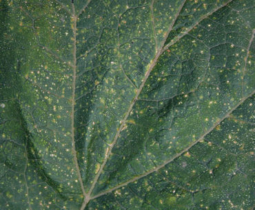 Green leaf texture free download