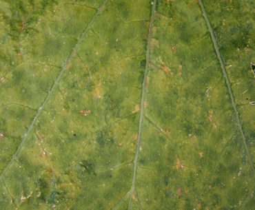 Leaf texture green free download