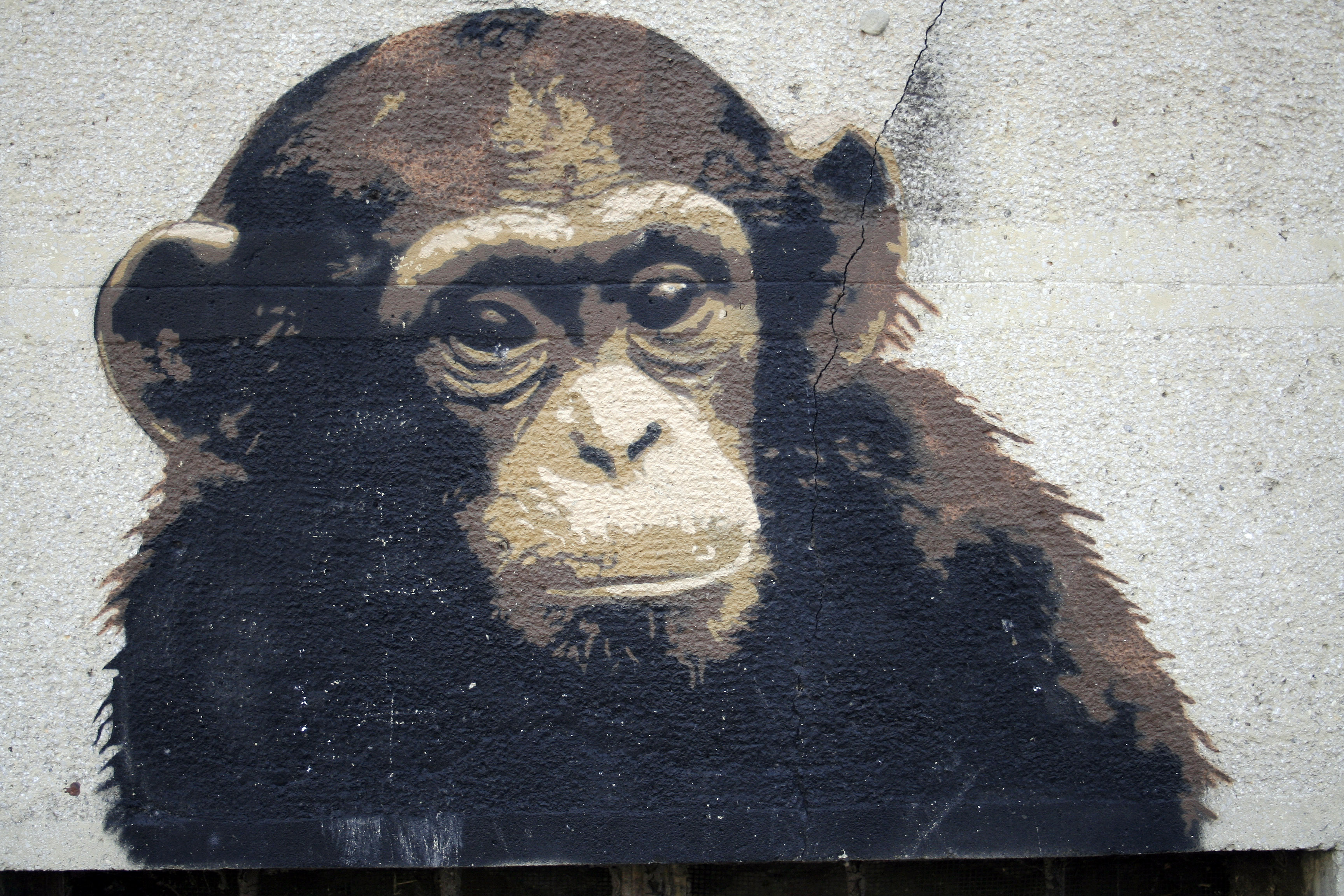 Grunge monkey painting in a wall | TexturePalace.com