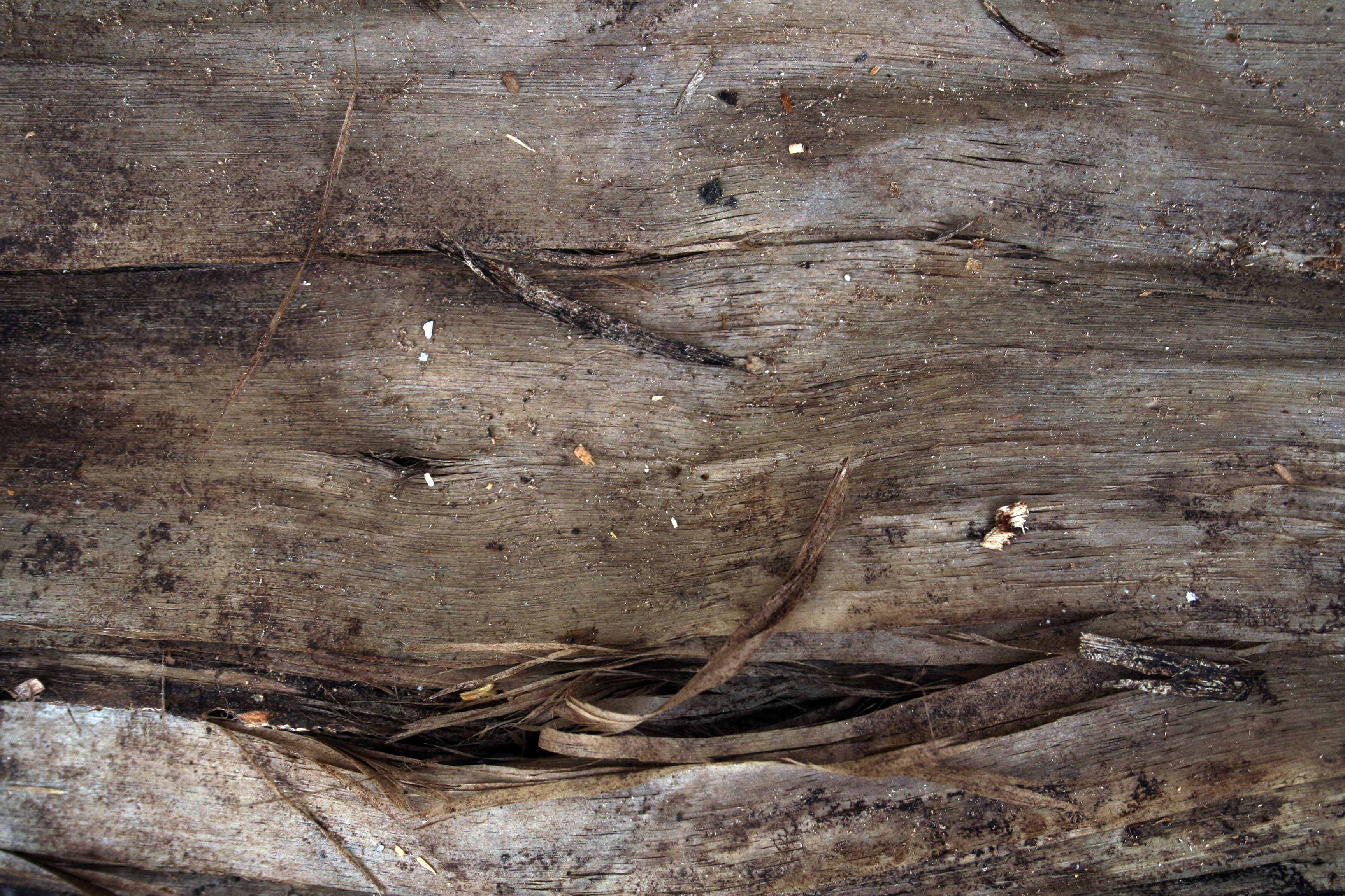 Мокрая древесина текстура
