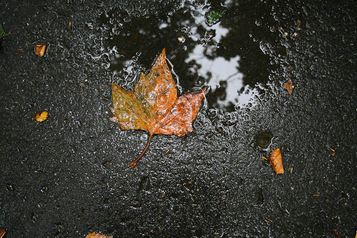 autumn-leaves-texture-medium-9